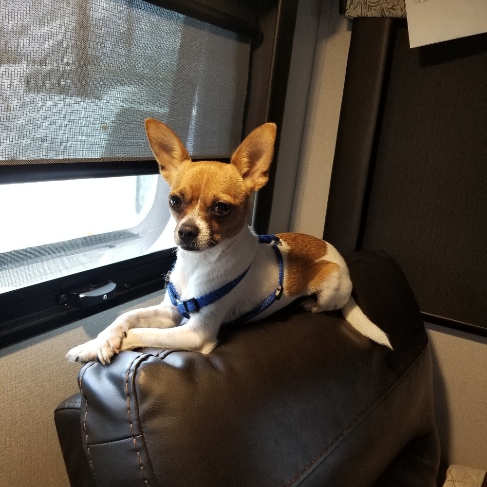 Meet your Posher, Susan